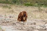 CAVALIER KING CHARLES 048